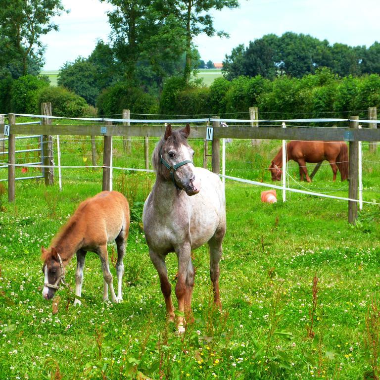Gite Et Relais Equestre De Marie Tours-en-Vimeu Exteriér fotografie