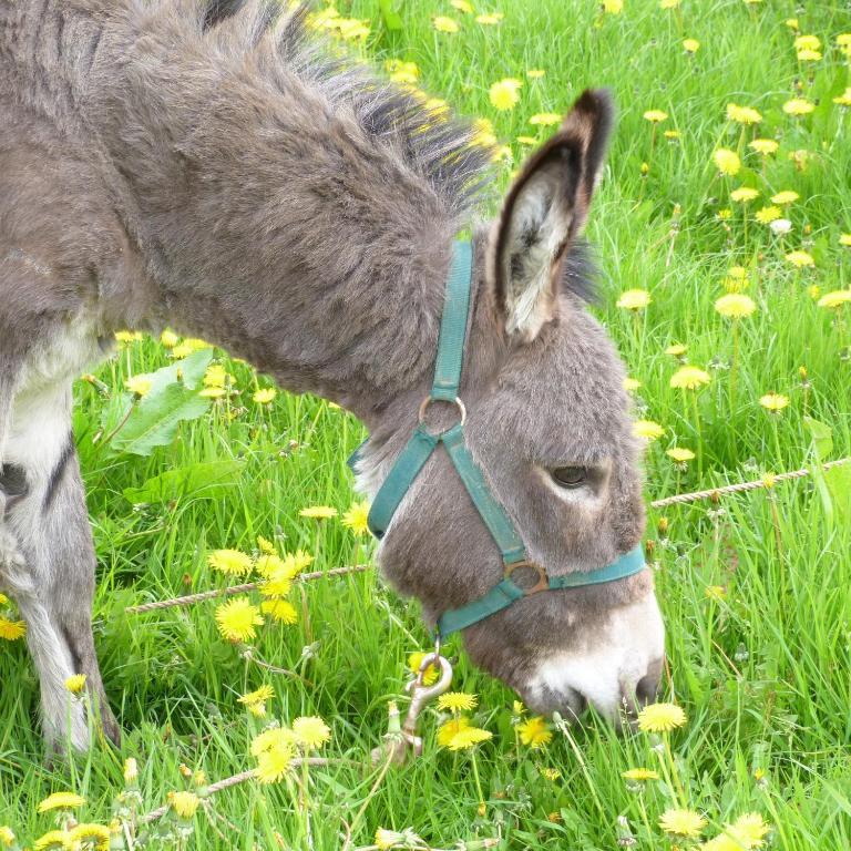 Gite Et Relais Equestre De Marie Tours-en-Vimeu Exteriér fotografie