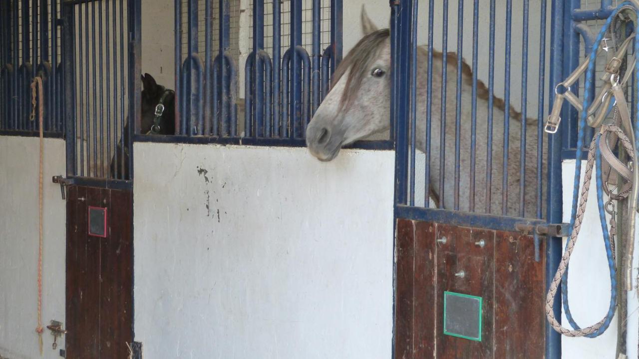 Gite Et Relais Equestre De Marie Tours-en-Vimeu Exteriér fotografie