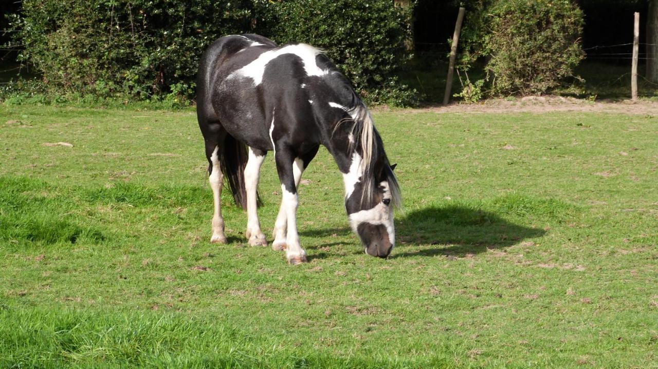 Gite Et Relais Equestre De Marie Tours-en-Vimeu Exteriér fotografie